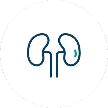 blue kidney icon